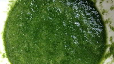 базиликовый курд