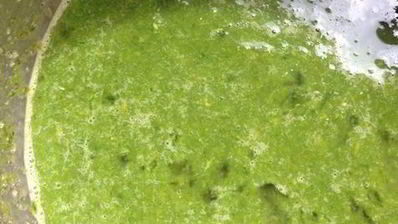 базиликовый курд