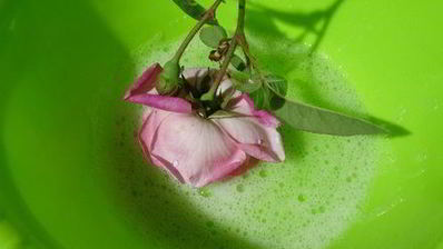 торт-суфле цветочное облако