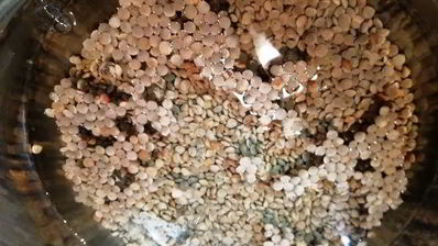 чечевица с лисичками и жареным адыгейским сыром