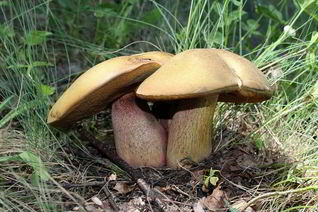 Тушеные дубовики