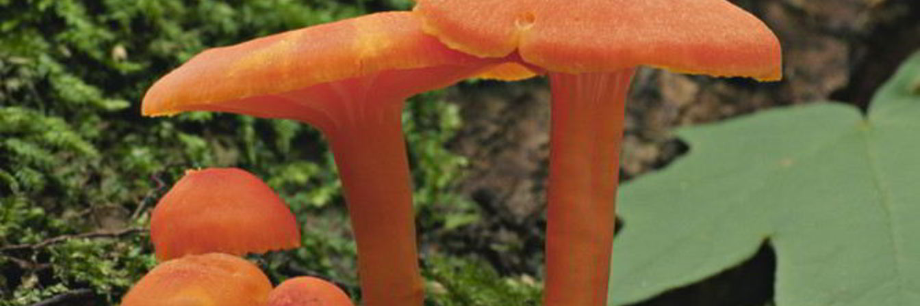 Жаренные грибы гигрофоры