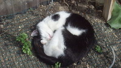 гуляш с квашеной капустой