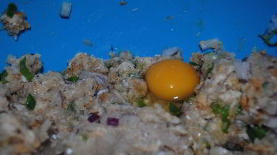 рыбные котлетки под лимонно-сметанным соусом