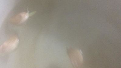 мясо в термосе