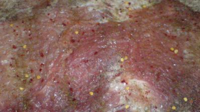 запеченная свиная грудинка