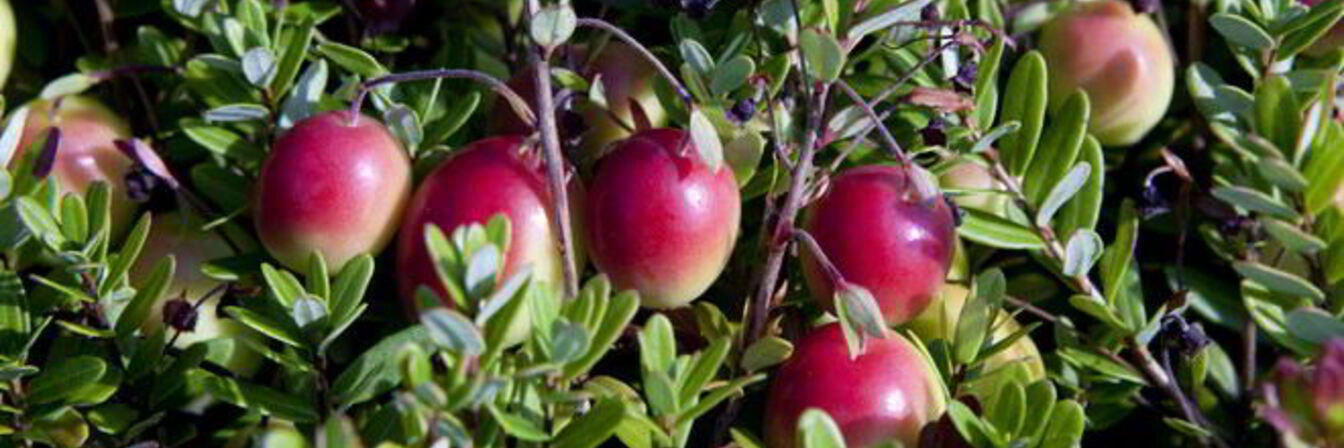 Брусника в духовке