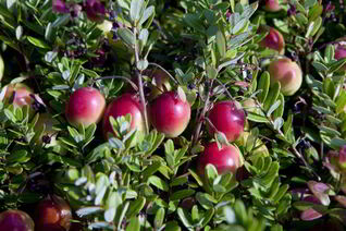 Брусника в духовке