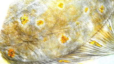 камбала с жареными огурцами по-французски