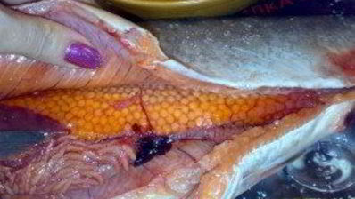 малосольная горбуша