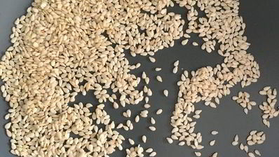 домашние тефтели в томатном соусе с зеленым булгуром