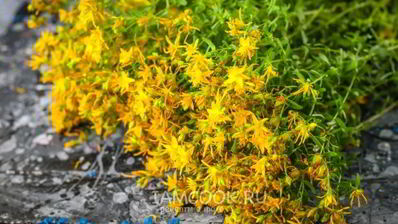 чай из зверобоя