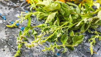 чай из зверобоя