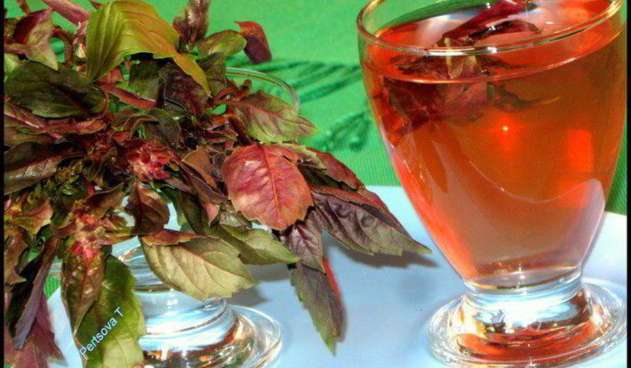 Рецепт очень полезного, вкусного холодного чая из базилика