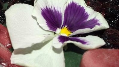 фруктовый смузи-боул со спирулиной