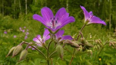 мангово-кокосовый смузи