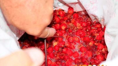 вино из войлочной вишни