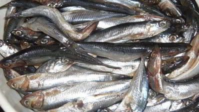 хамса под шубой