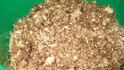 грибной суп-пюре на молоке из свежих грибов