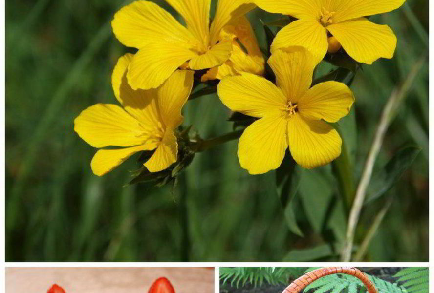 Шоколадные кексы с клубникой