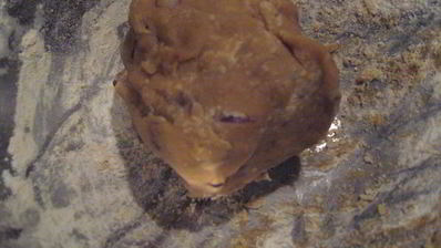 соевая лепешка с вешенками