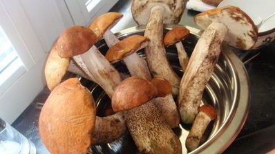 открытые слойки с подосиновиками