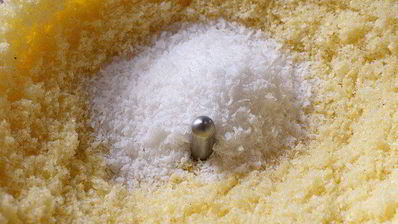 печенье одуванчики