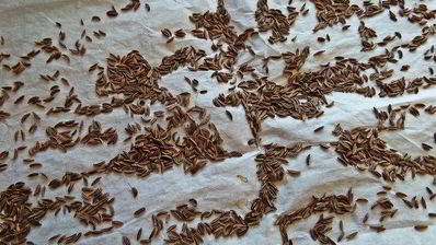 сырно-тминное печенье