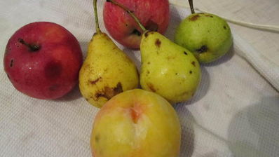 шарлотка с яблоками и грушами