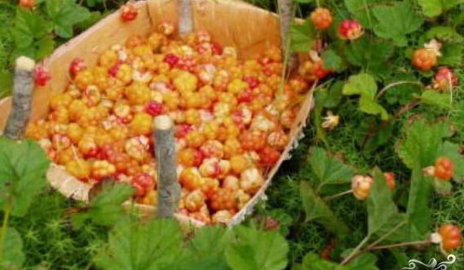 Рецепт джема из морошки