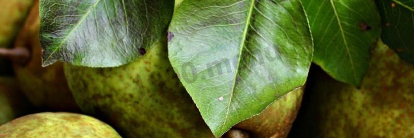 Груши на зиму без стерилизации