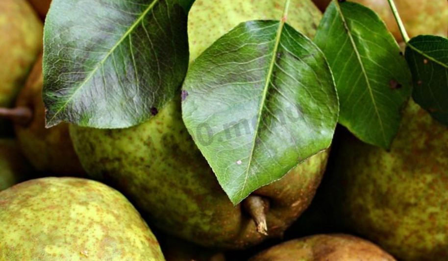 Рецепт груш на зиму без стерилизации