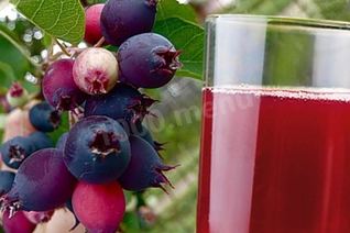 Компот из ирги