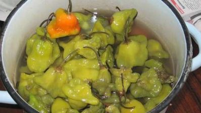 квашеный острый перец цицак