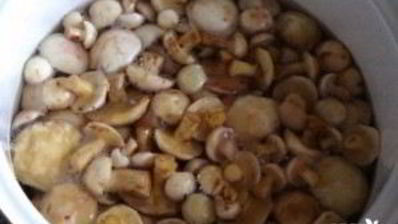 маринованные маслята