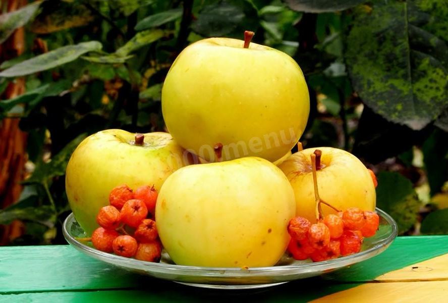 Моченые яблоки на зиму