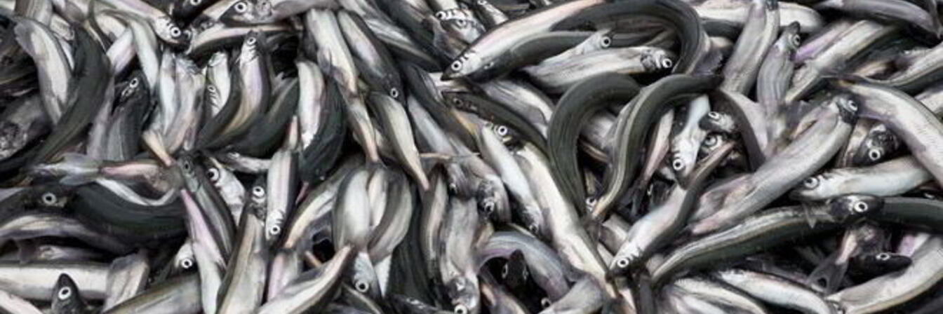 Мойва на зиму