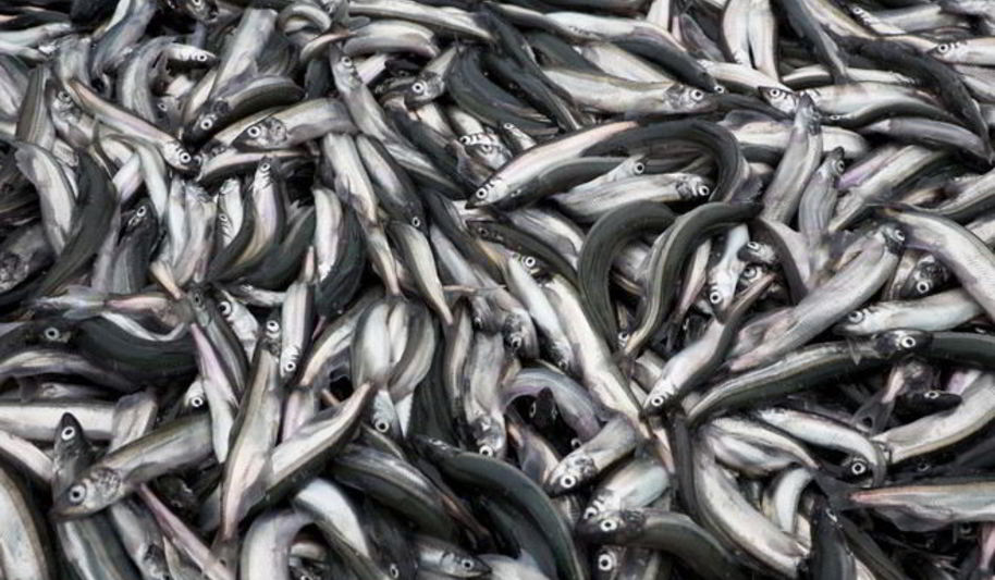 Рецепт мойвы на зиму