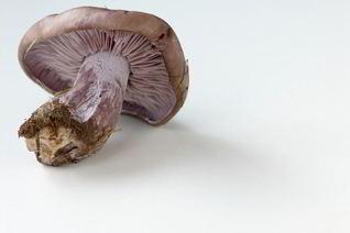 Отварные грибы Рядовки фиолетовые