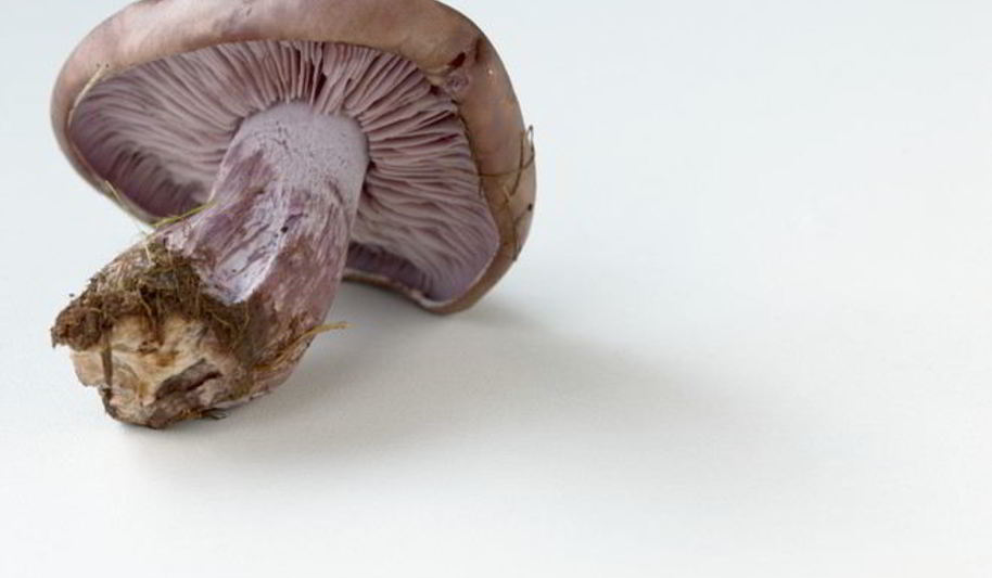 Рецепт отварных грибов рядовки фиолетовые