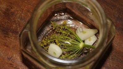 перец чили на зиму