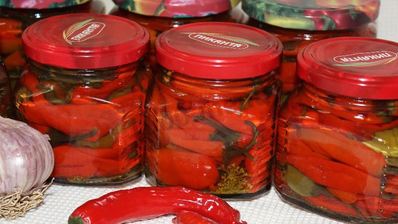 перец чили на зиму