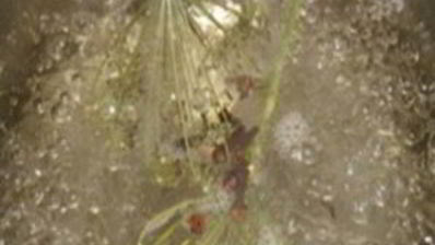 помидоры без уксуса на зиму