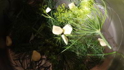 хрустящие малосольные огурчики