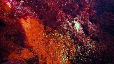 свекольная икра