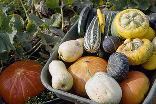 Вкусная икра из патиссонов