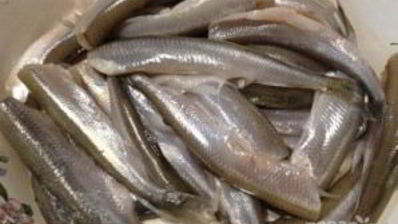 корюшка жареная маринованная