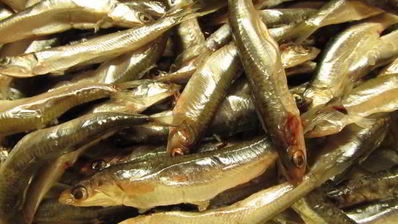 маринованная хамса на манер испанских анчоусов