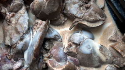 паштет из печени с черносливом