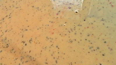 яичный рулет с печенкой